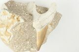 Otodus Shark Tooth Fossil in Rock - Huge Tooth! #201147-1